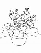 Nursery Flower Coloring Laurel sketch template