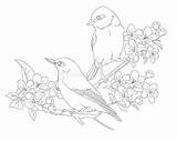 Songbird sketch template