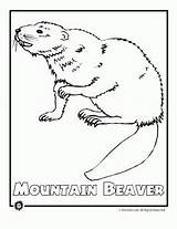 Endangered Coloring Animals Beaver Animal North Pages America Species Mtn Print Popular sketch template