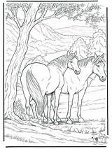 Ausmalbilder Ostwind Pferde Malvorlagen Aysen Boyama sketch template