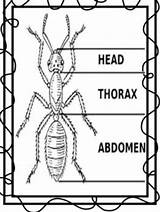 Arthropod Arthropods Study sketch template