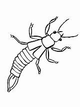 Earwig Coloring Insect Drawing Firefly Pages Printable Color Categories sketch template