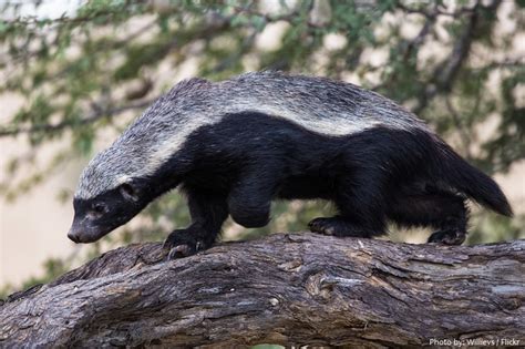 interesting facts  honey badgers  fun facts