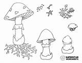Mushroom Cycle Life Worksheets Coloring sketch template