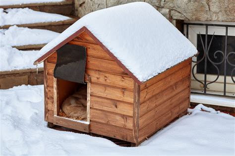 heated insulated dog house   winter dr marty pets