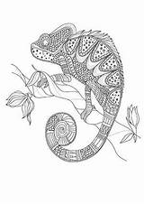 Malvorlagen Erwachsene Zentangle Reptilien Camaleon Club Eule Abstrakte Vorlagen Malbuch Seidenmalerei Chameleons sketch template