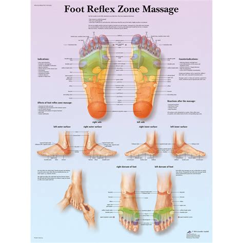 3b scientific foot reflex zone massage chart