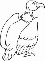Coloring Pages Vulture Birds Color Recommended Vultures sketch template