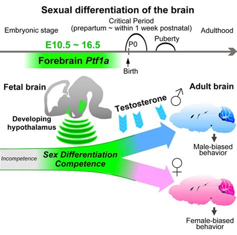 activities [forebrain ptf1a is required for sexual differentiation of