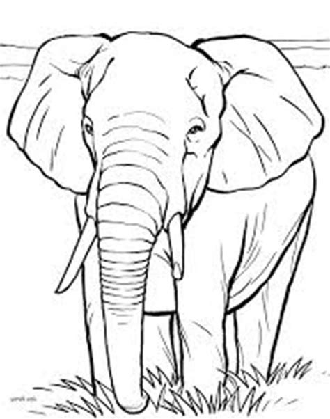 real elephant coloring pages coloring pages