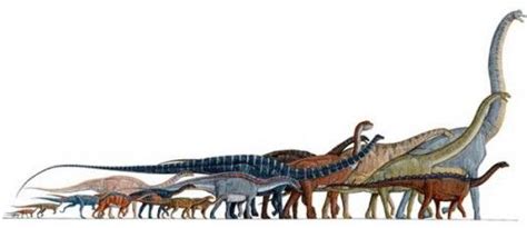interesting facts  sauropods ohfact