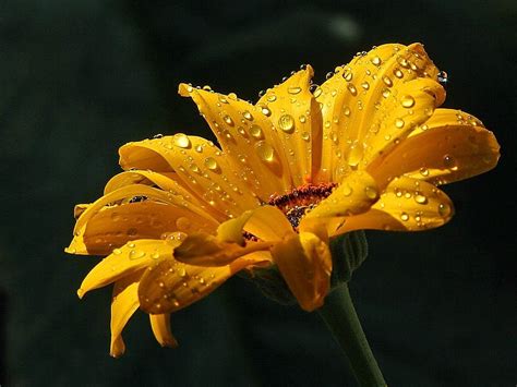 raindrops   daisy  stock photo public domain pictures