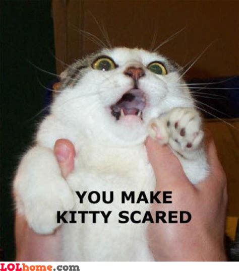 epic scared kitty funny pic