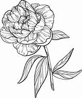 Peony Coloring Pages Printable Supercoloring Categories Drawing sketch template