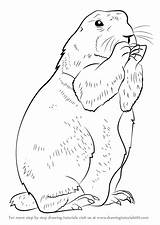 Prairie Dog Drawing Draw Step Muskrat Rodents Getdrawings Learn Animals sketch template