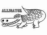 Alligator Coloring Pages Crocodile Drawing Printable Outline Alligators Florida Cute Gators Color Line Kids Print Gator Book Toddlers Getdrawings Names sketch template