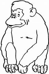 Coloring Chimpanzee Getdrawings sketch template
