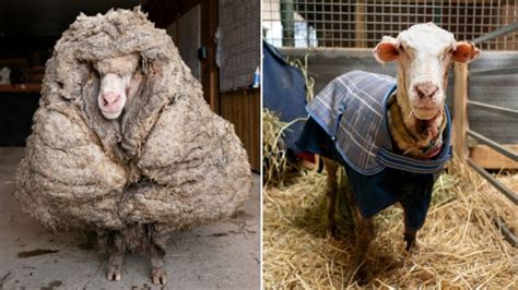australian animal sanctuary shaves  pounds  wool  rescued sheep wsvn news miami