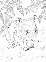 Wombat Coloring Getdrawings Printable Getcolorings sketch template