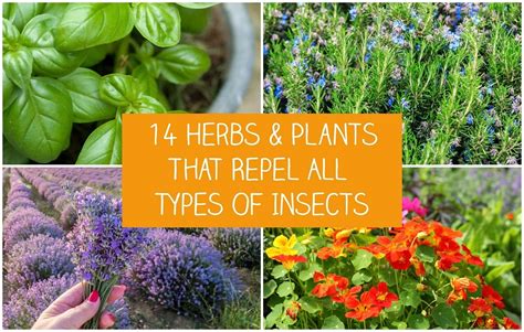 herbs plants  repel  types  insects