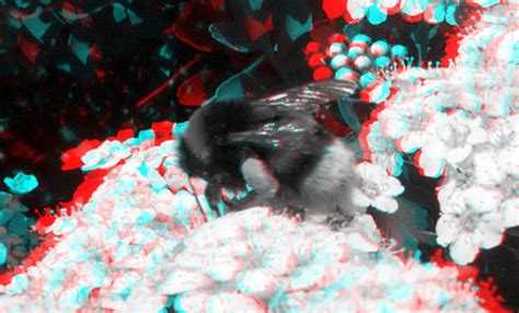 bee macro 3d anaglyph stereo red cyan wim hoppenbrouwers flickr