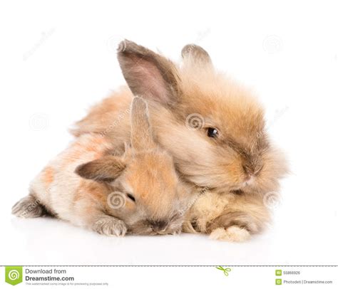 Rabbit Adult Beautiful Latin Ass