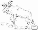 Coloring Elk Pages Bull Getcolorings Awesome sketch template