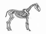 Paard Dierlijke Skelet Engraving Abbildung sketch template