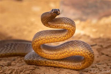 inland taipan  australia  worlds  venomous snake