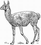 Guanaco Coloring Pages Animal Printable Animals Color Edupics Large sketch template