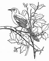 Coloring Mockingbird Perching sketch template