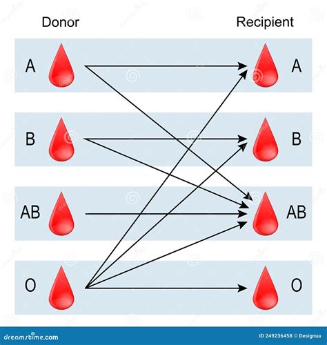 recipient  donor types  blood stock vector illustration