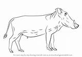 Warthog Draw Step Drawing Drawingtutorials101 Animals Tutorials Wild sketch template
