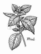 Mint Peppermint Drawing Leaf Vector Lemon Getdrawings Clip Wedge Illustrations Oil Similar sketch template