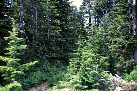 douglas fir trees grouse mountain geographic media