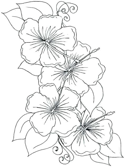 rose petal coloring pages  getcoloringscom  printable
