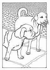 Coloring Dogs Two Pages Printable Edupics Large sketch template