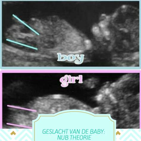 het geslacht van de baby raden met de nub theorie kelly caresse