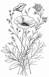 Coquelicot Wildflower sketch template