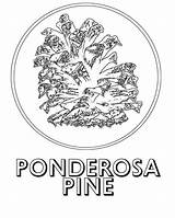 Pine Ponderosa Coloring Google Tree Pages Getdrawings Drawing sketch template