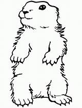 Groundhog Marmotte Coloringhome sketch template