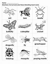 Insects Insect Kids Bugs Bug Worksheets Kindergarten Printables Preschool Learning Animals Activities Cards Worksheet Printable Handouts Interesting Color Vocabulary Names sketch template