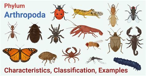 phylum arthropoda characteristics classification examples