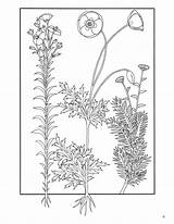 Herbs Coloring Plants Medicinal Elegant Book Zoom Click sketch template