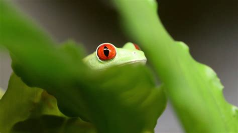 red eyed tree frog elmwood park zoo