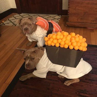 awesome duo costumes   pets cuteness