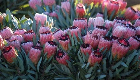 pink mink protea  plant rooted   foot tall nice  etsy