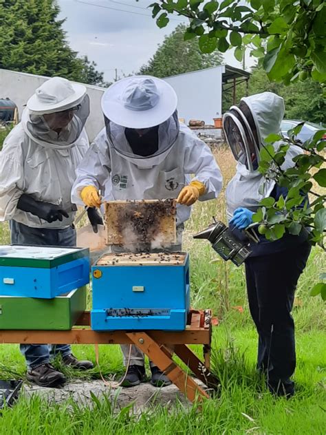 follow  practical apiary visit  bee ginners long garden bees