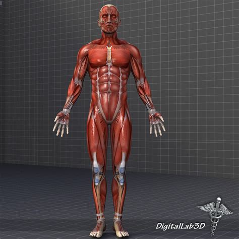 male anatomy muscular system male muscular system  bodybuilder pose  model cgstudio