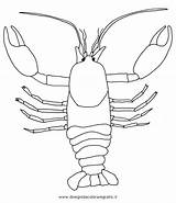 Crayfish Gambero Draw Crawfish Crawdad Lobster Dissection Starklx sketch template